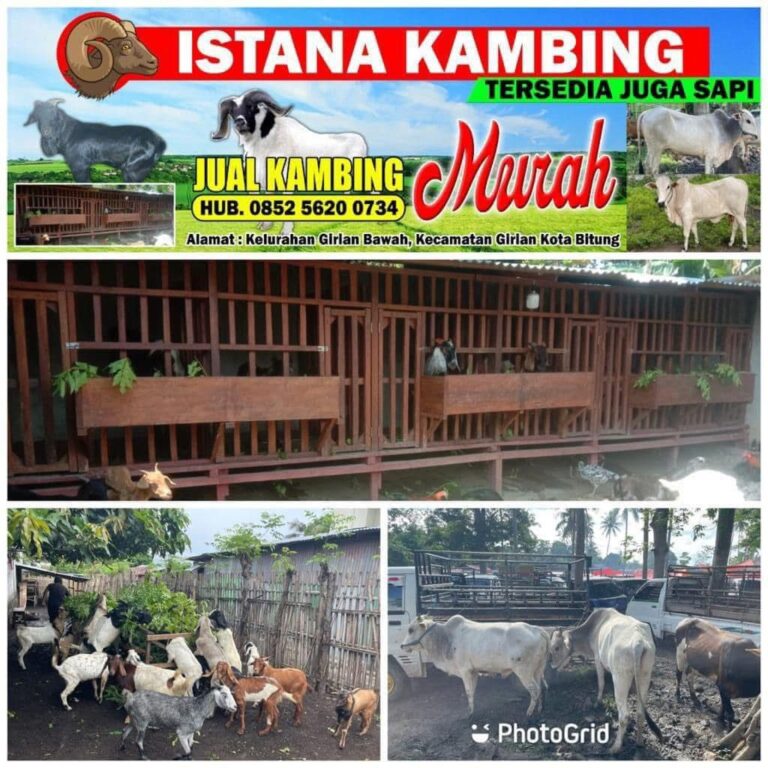 Jelang Idul Adha, ‘Istana Kambing’ Siapkan Ratusan Hewan Qurban Untuk Kebutuhan Masyarakat Sulut.