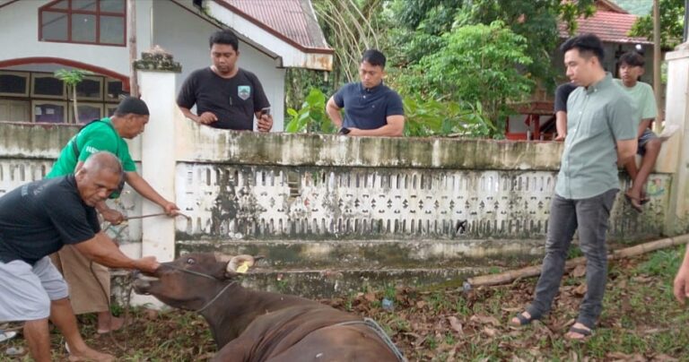 Bupati Thungari Qurban 1 Ekor Sapi